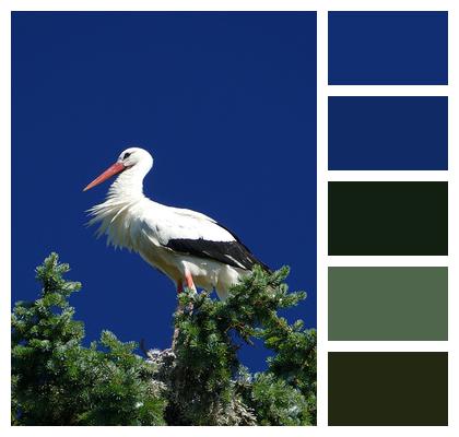 Walsrode Bird Park Stork Image